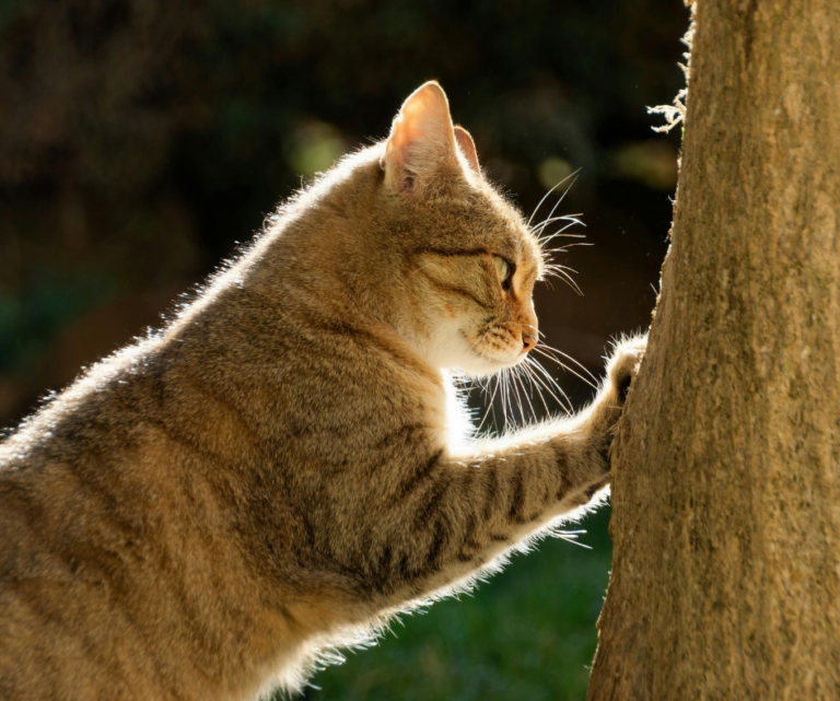gato arranhando