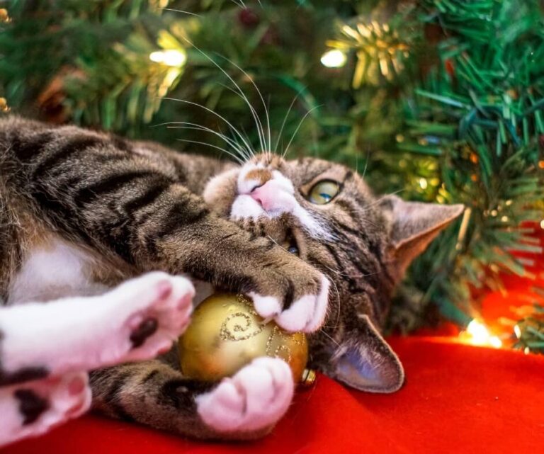 Gato com enfeite de natal