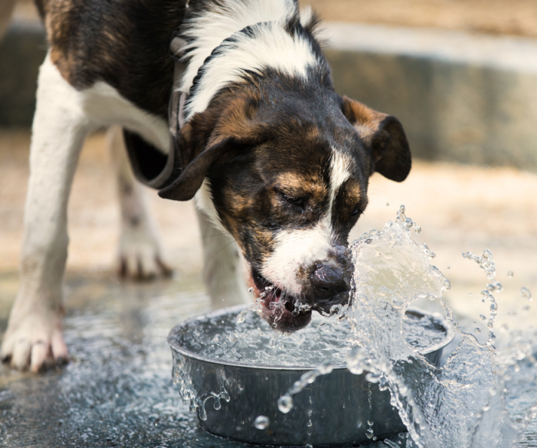 cão tomando água verão
