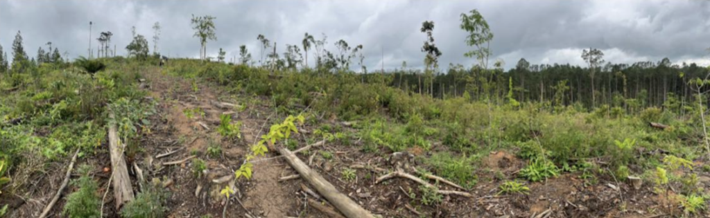 Plantar floresta