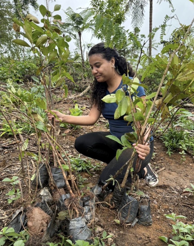 Plantar floresta 2