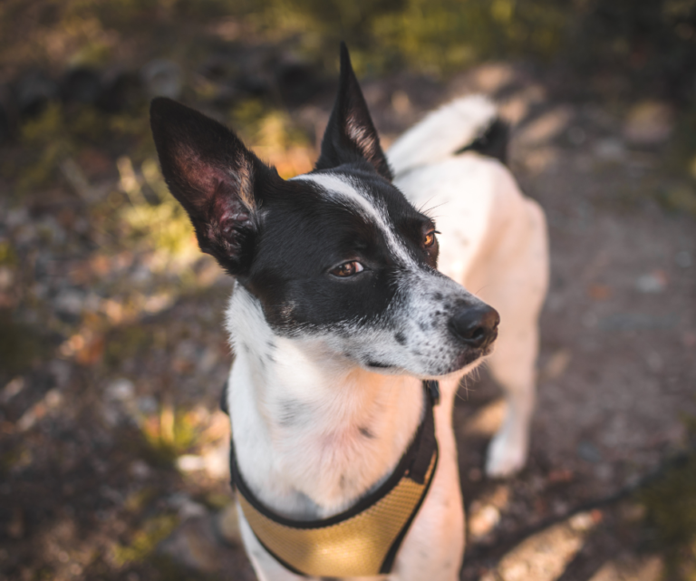 Como entender a comunicação do seu cachorro