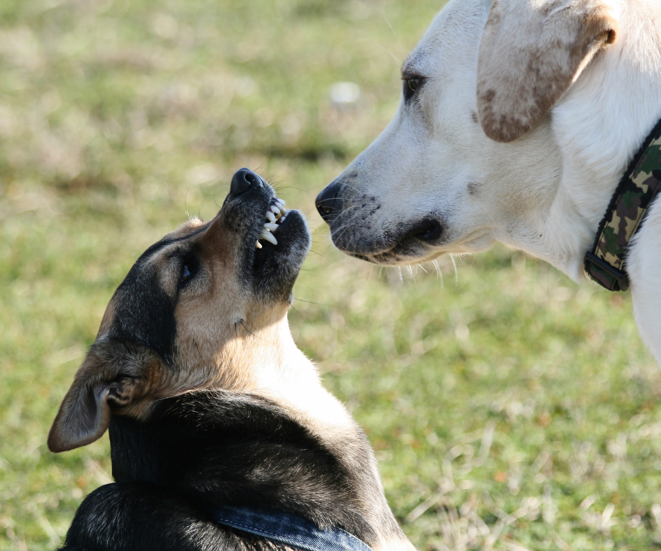 Dois Cachorros