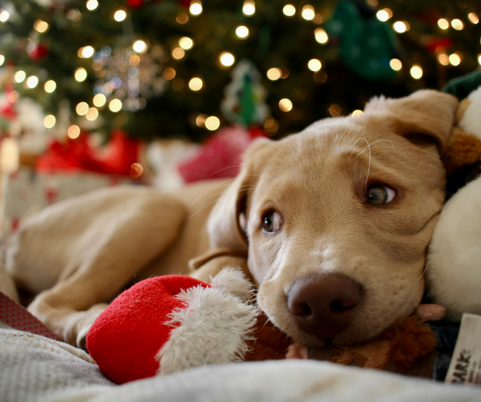 Cachorro no natal