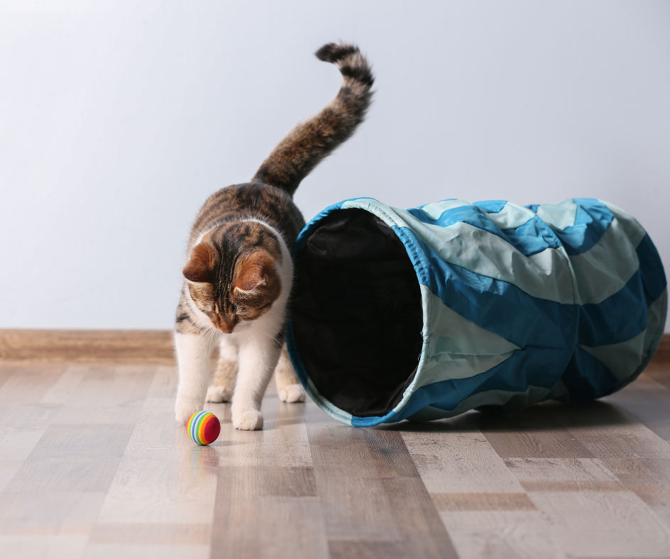 Gato Brincando