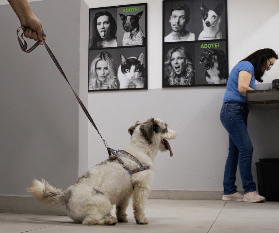CCPA (Centro de Controle Populacional Animal)