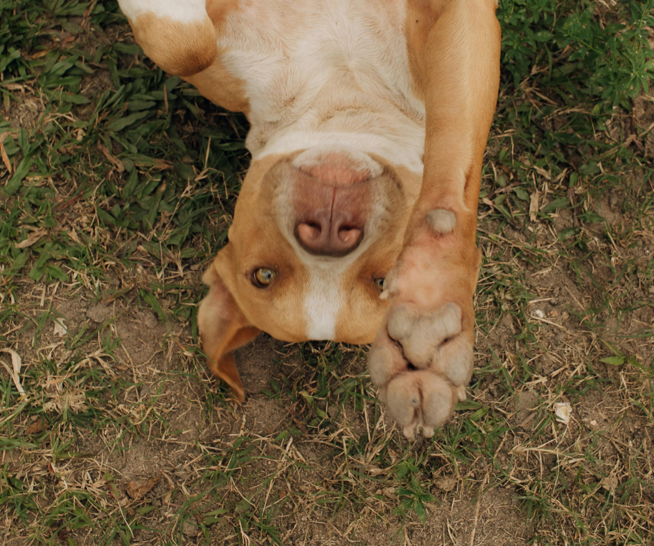 Cachorro no verão