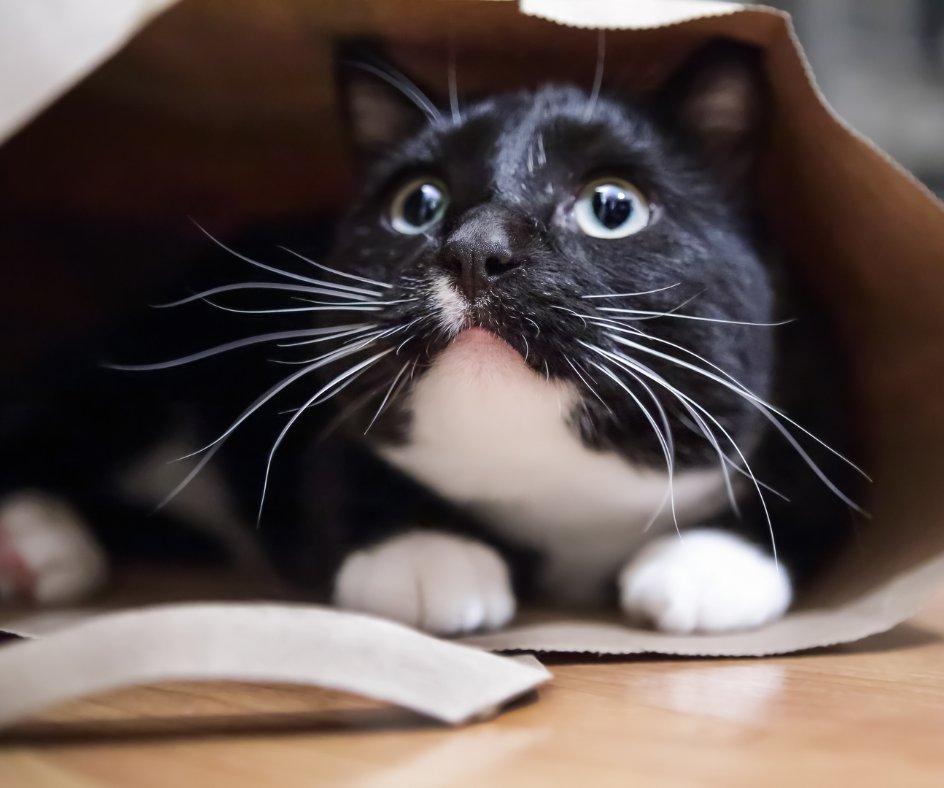 Gato se escondendo por causa dos fogos
