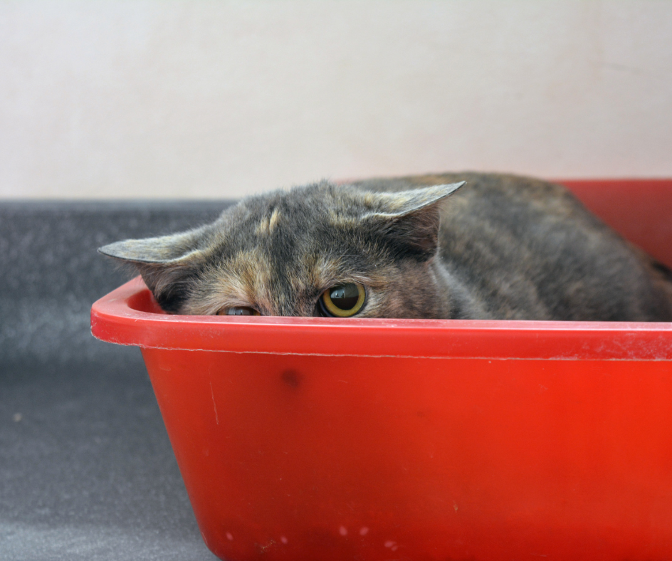 Gato com medos dos fogos