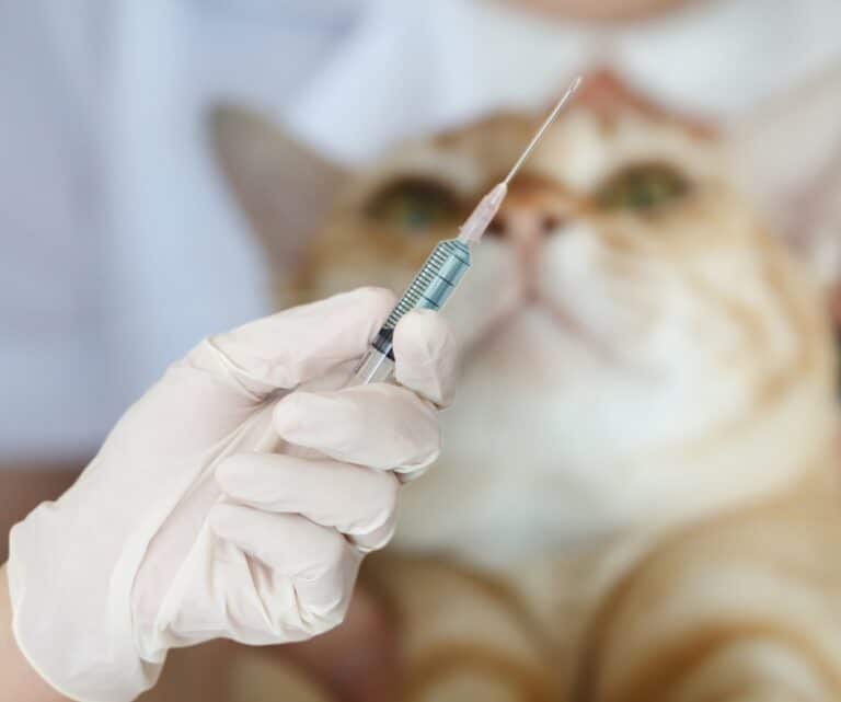 Vacinação de cães e gatos: por que ela é essencial? 3