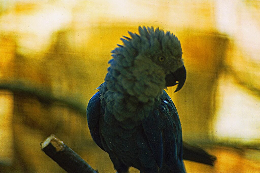 Ararinha-azul_Rüdiger Stehn_Wikimedia Commons