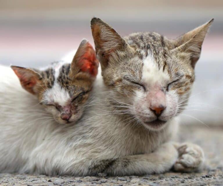 Gato com esporotricose