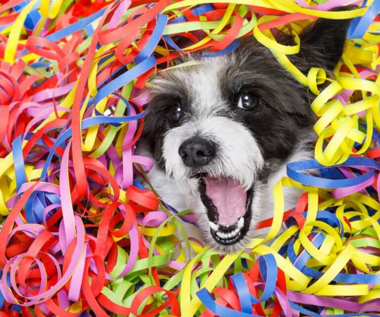 Pet no carnaval