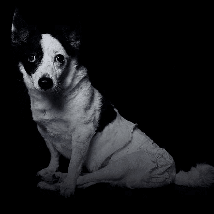 Cão Bibi / Caso semelhante ao cão orelha