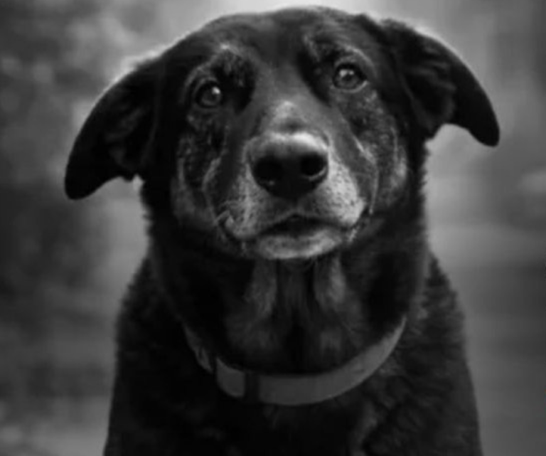Cachorro Orelha