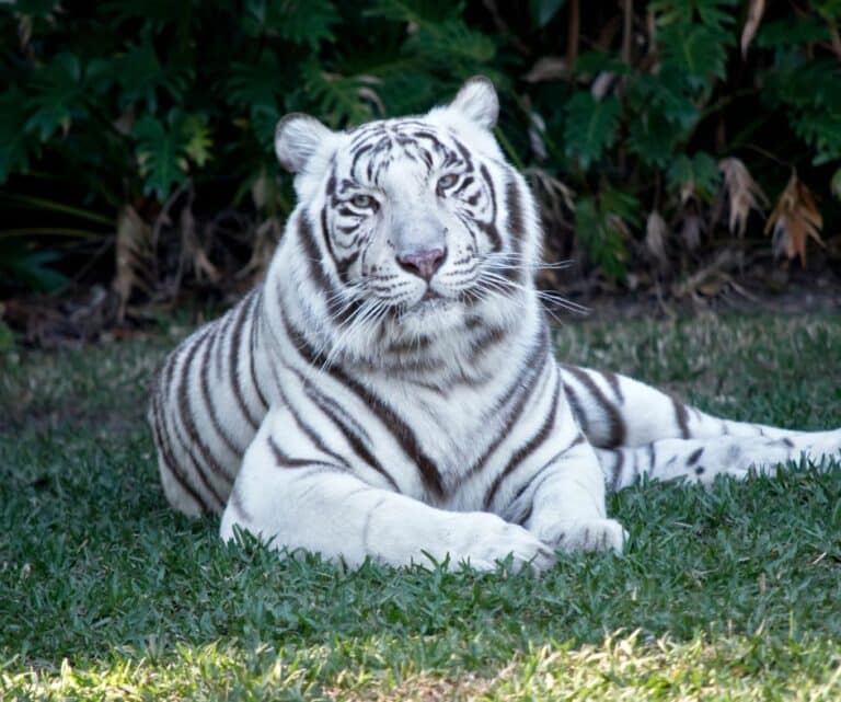 Tigre branco