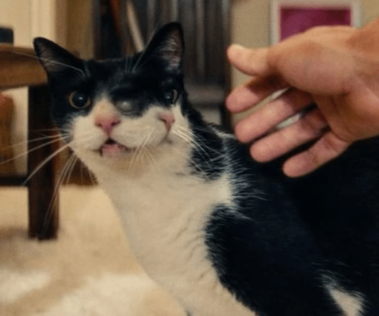 Gato de Duas Faces