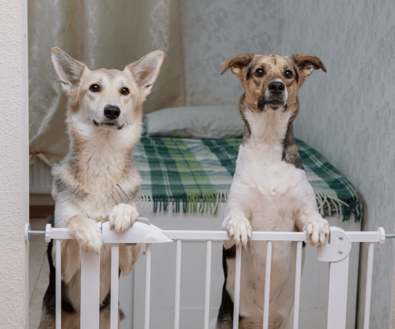 Cachorros para adoção