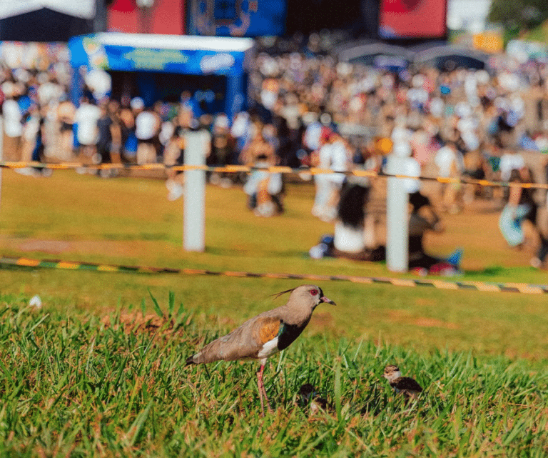 quero-quero Lollapalooza 2026 - créditos Lollapalooza Brasil