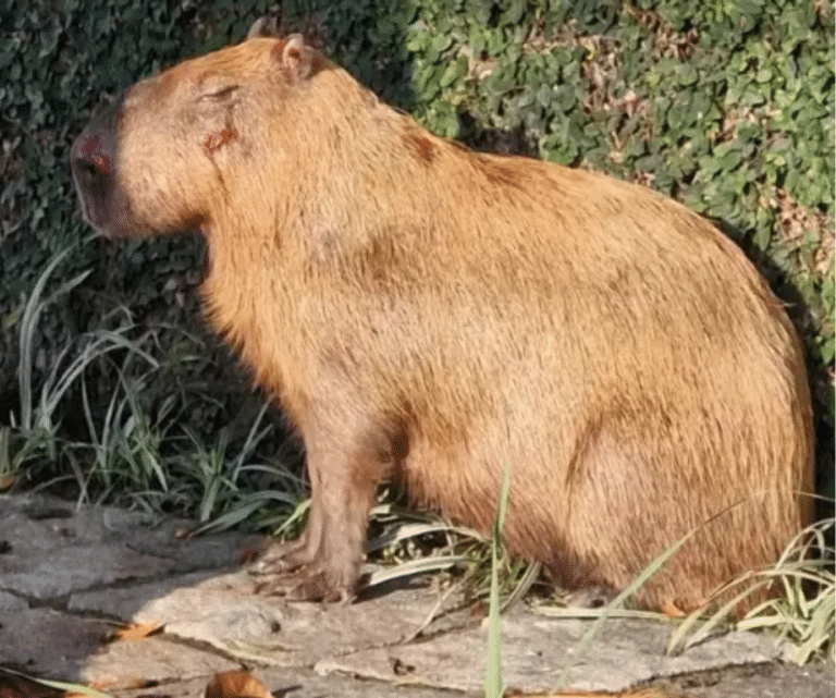 Capivara espancada