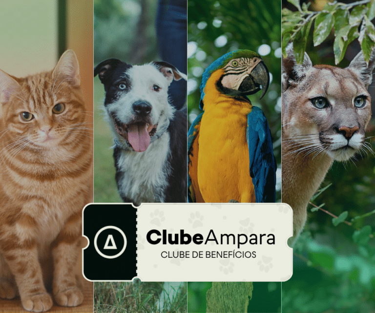 clube ampara