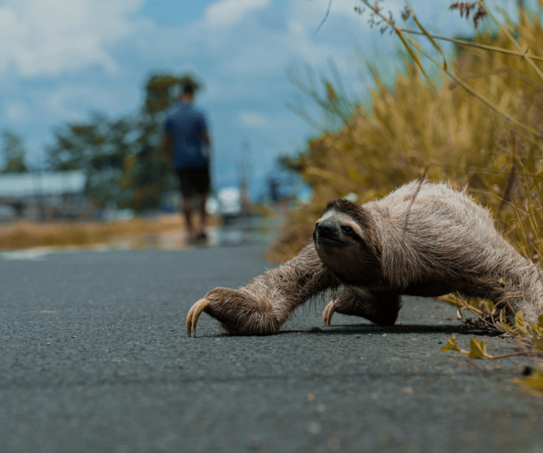 Bicho-preguiça atravessando uma rodovia
