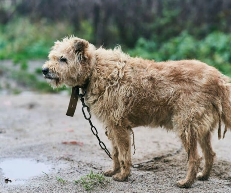 cachorro preso numa corrente