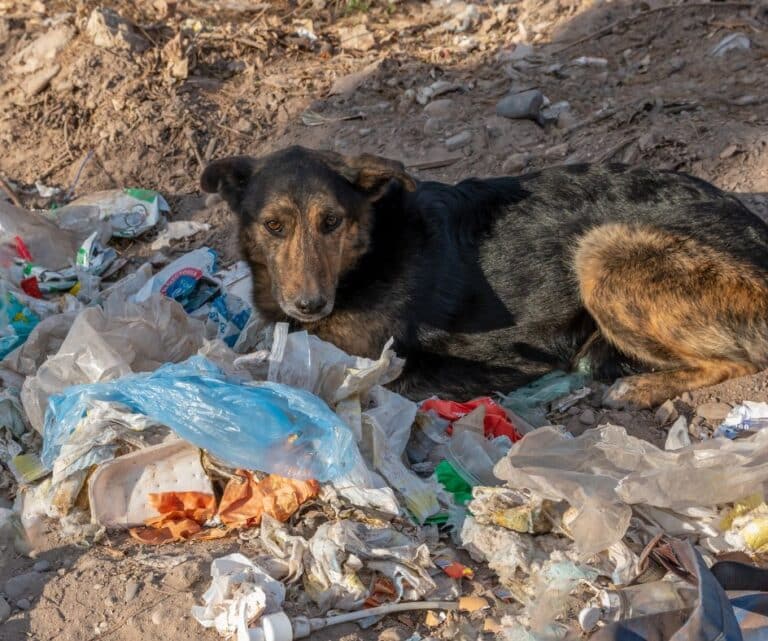 Cachorro abandonado no lixo