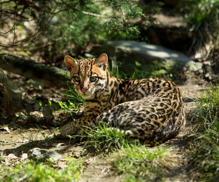O que um parasita encontrado em onças e jaguatiricas pode ...
