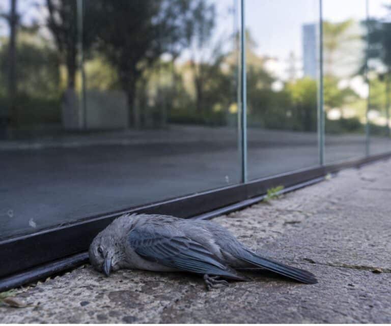 Colisão de aves com vidros