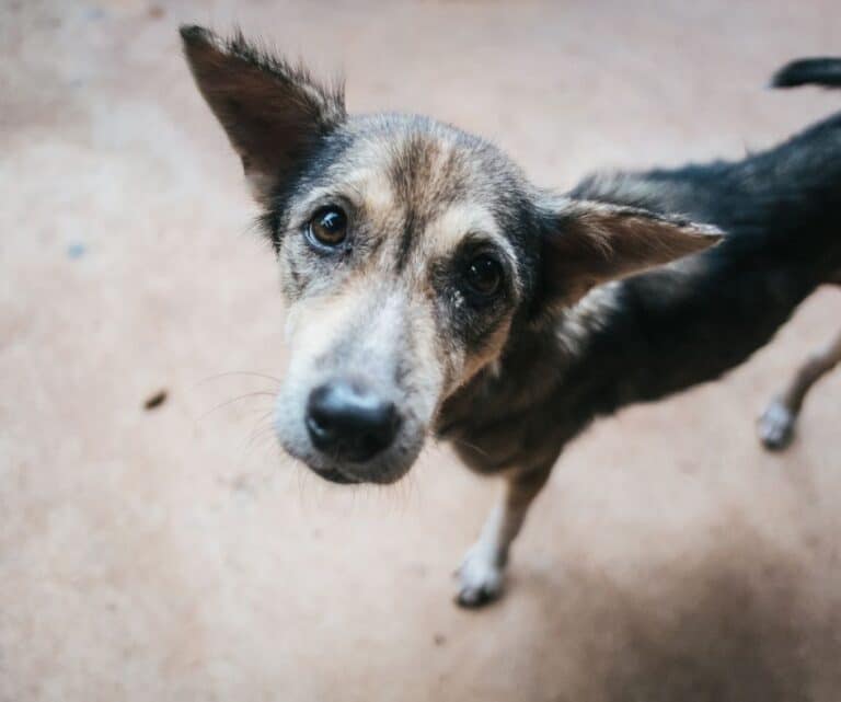 cachorro abandonado