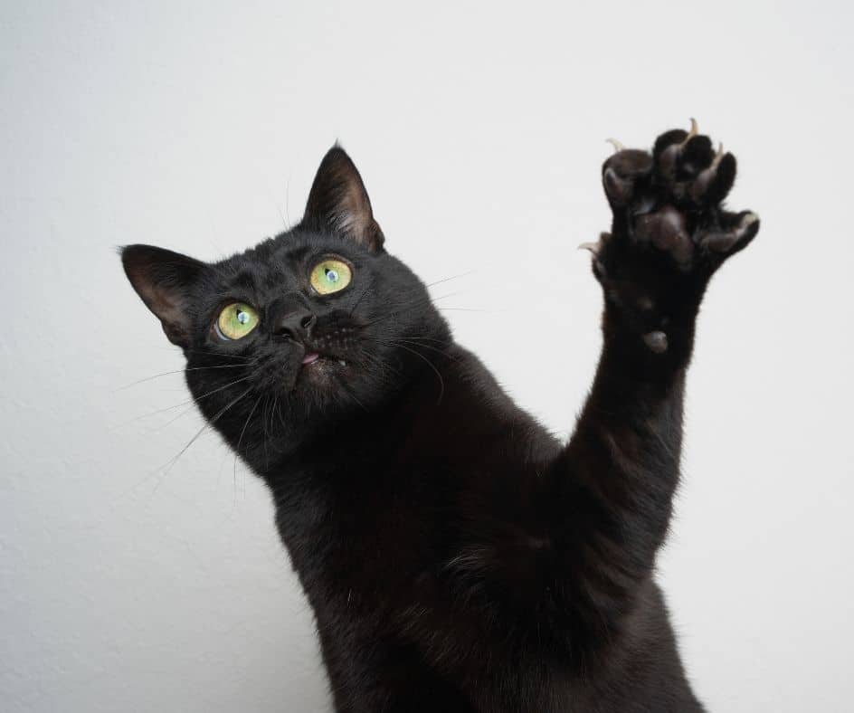 gato preto