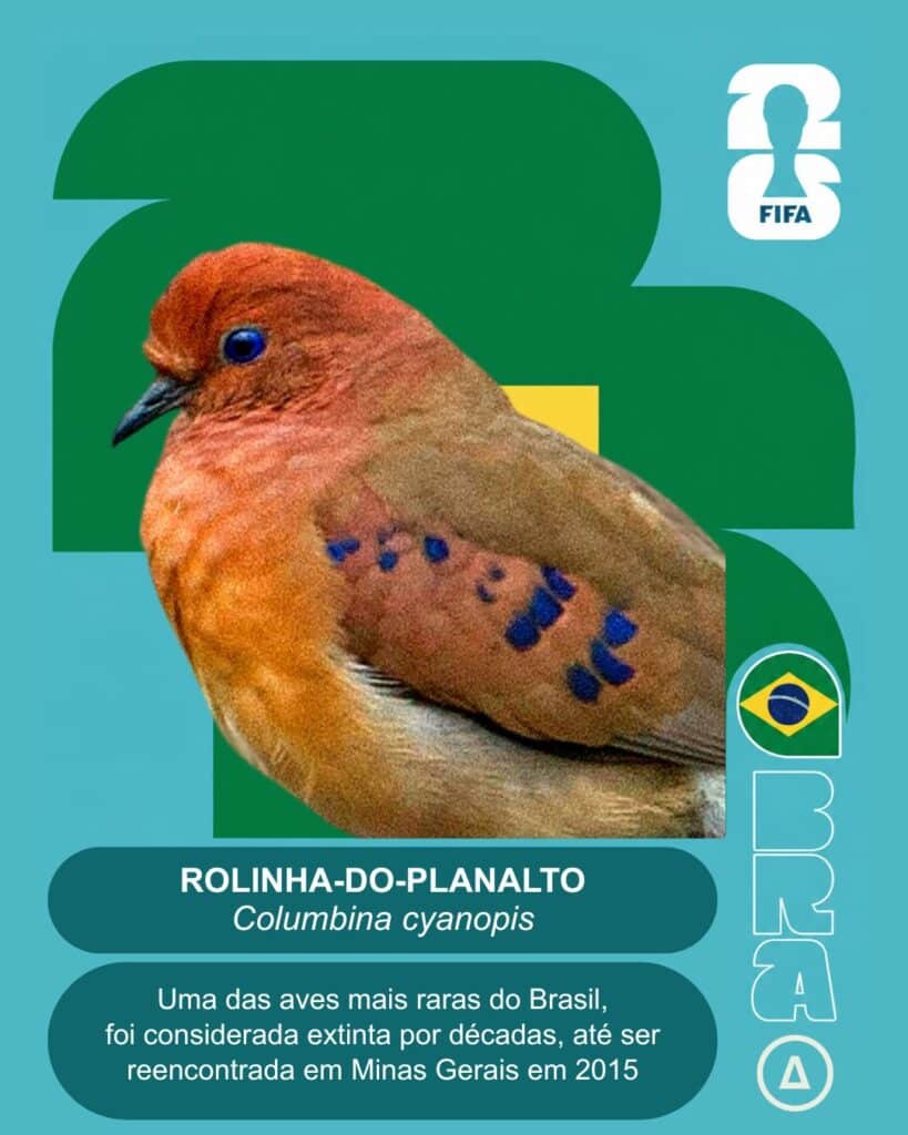 Rolinha do planalto