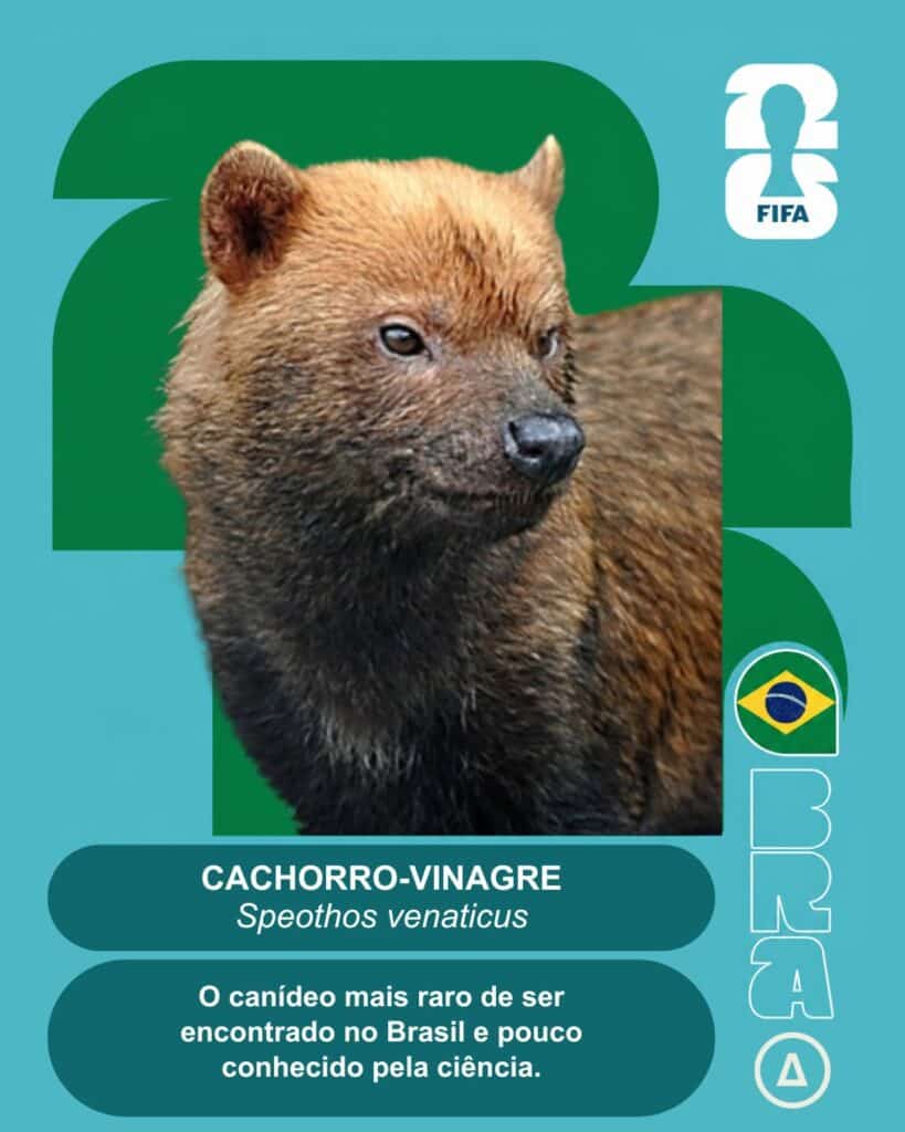 cachorro vinagre