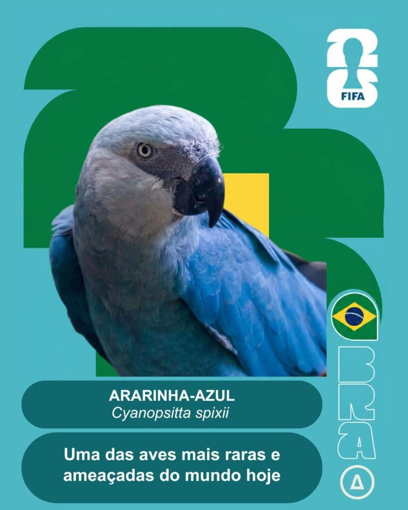 ararinha azul