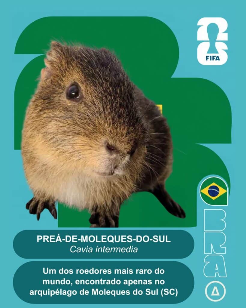 preá de moleques do sul