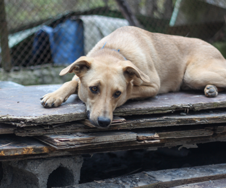 cachorro triste