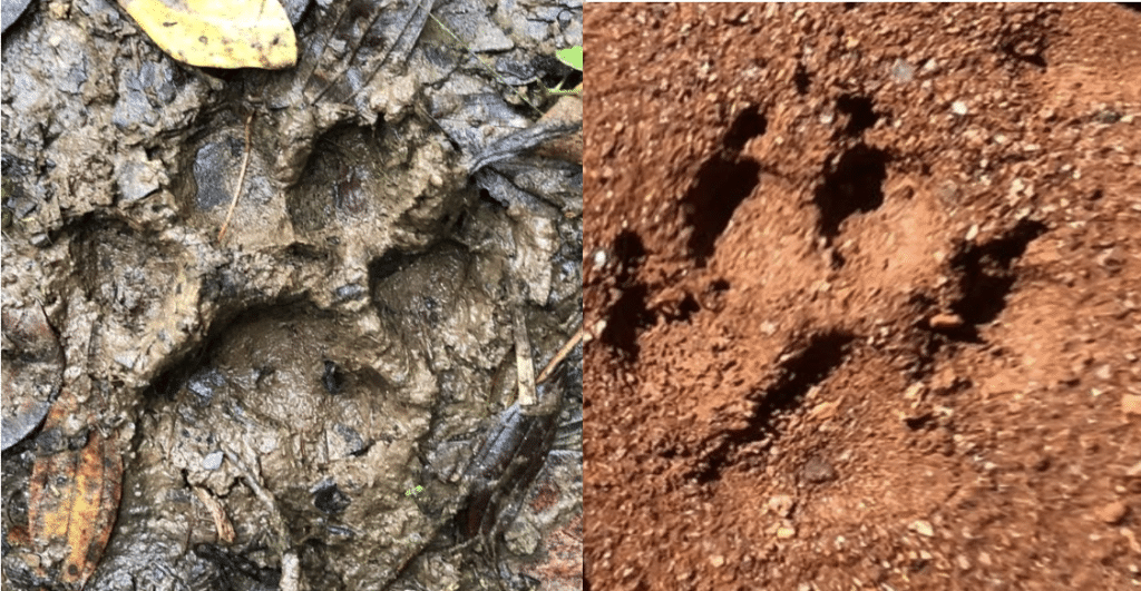 Rastro de onça-parda, Puma concolor, à esquerda, e de cachorro doméstico, à direita.
Luccas Longo