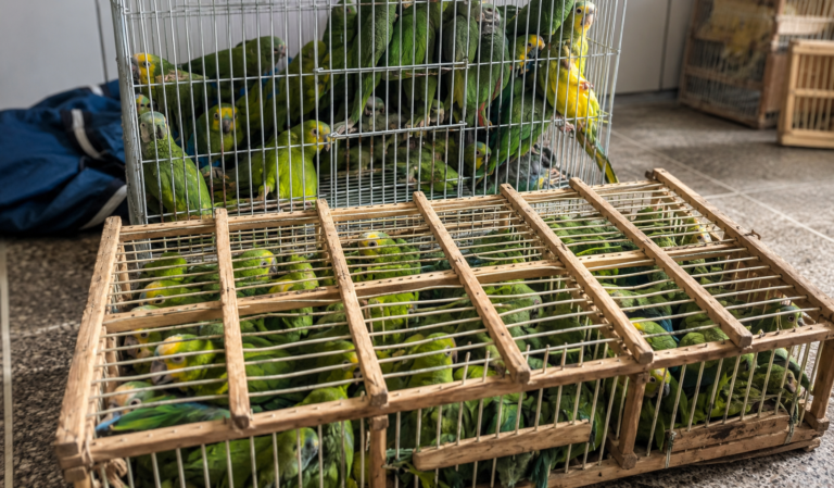 Tráfico de animais primavera
