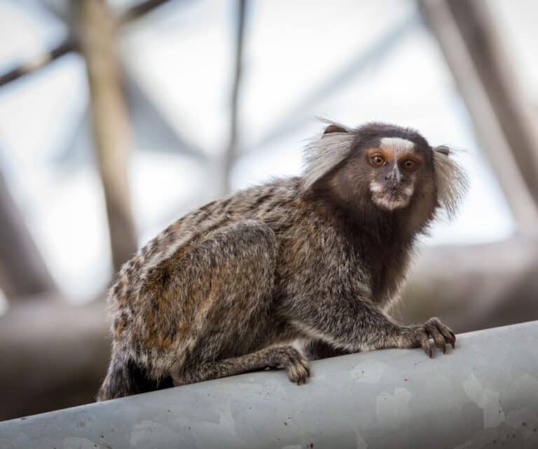 sagui-tufo-branco