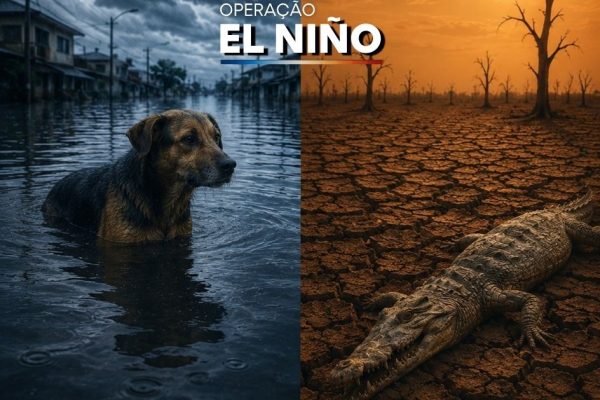 Operação El Niño Ampara Animal